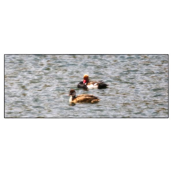 PHOTO84, CLUB, 84 , LUBERON